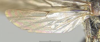 Media type: image;   Entomology 13733 Aspect: Wing hind